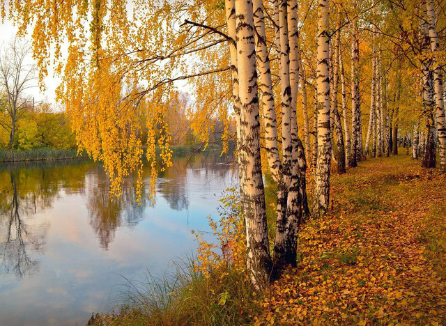 The river birch has a distinct peeling bark.