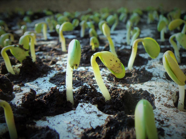 Here are seven common signs of an overwatered seedling.