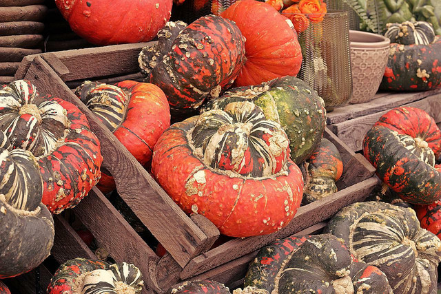 Turban squashes are native to North America.