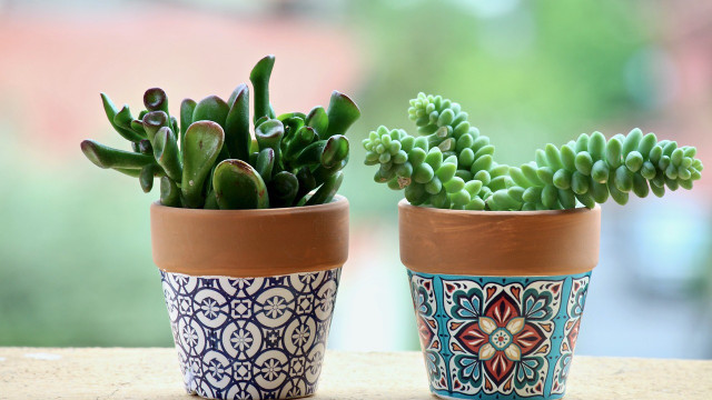 how to water succulents correctly
