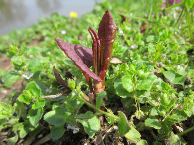 Japanese knotweed shoots can be sautéed, pickled, or made into jam, tea, or salsa. 