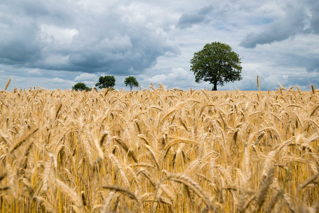 There are six main classes of wheat that grow in the US. 