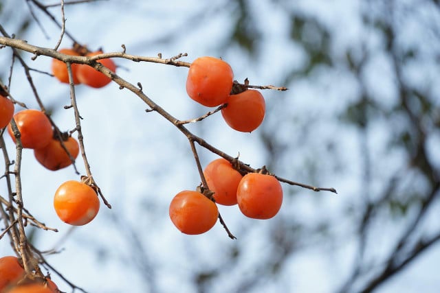 Grow persimmons at home and enjoy this winter fruit.