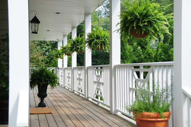 Ferns make ideal plants for hanging planters.