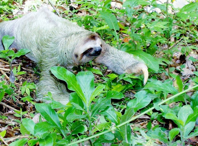 Sloths only come down from the treetops when going to the toilet.