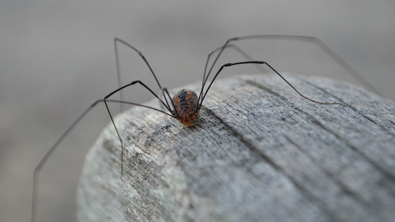 Are daddy-long-legs really the most venomous spider? Here's the