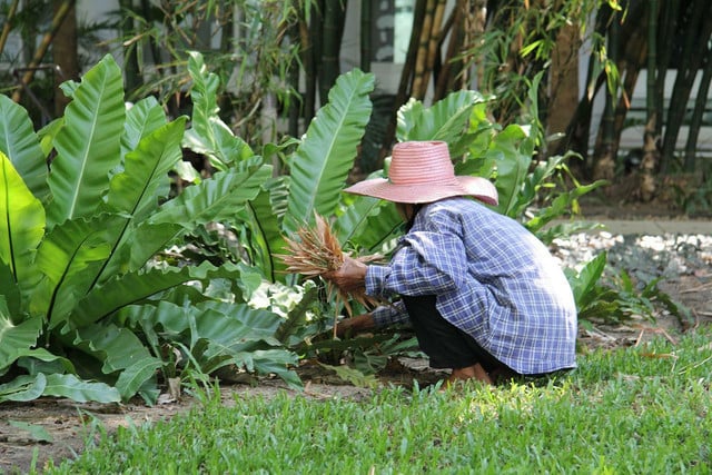 Horticultural therapy has many physical and mental health benefits. 