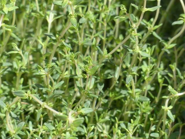 Thyme is also useful outside the kitchen.