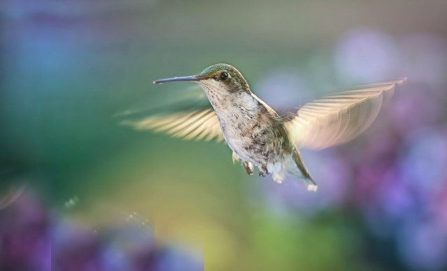 Tiny World focuses on the smallest members of our ecosystem, including hummingbirds.