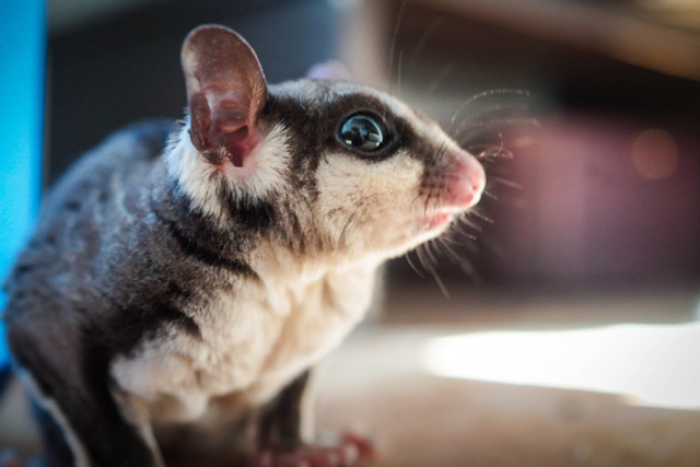 Sugar gliders are one of the cutest exotic animals and love sugary foods. 