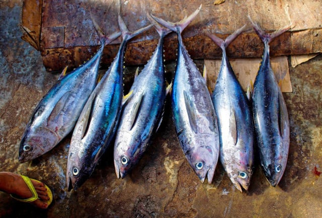 Some fish, like tuna, are very high in mercury, which can cause health problems for pregnant women and young children.