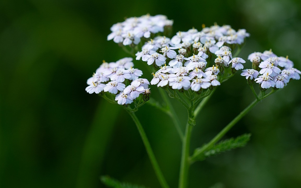 The Uses and Benefits of Yarrow