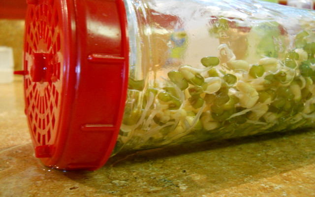how to grow sprouts