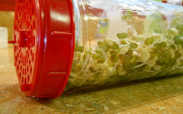 how to grow sprouts