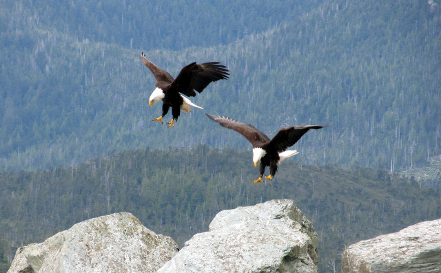 Bald eagles mate for life and work as a team to build the nest and raise the chicks. 