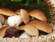Can you eat mushroom stems