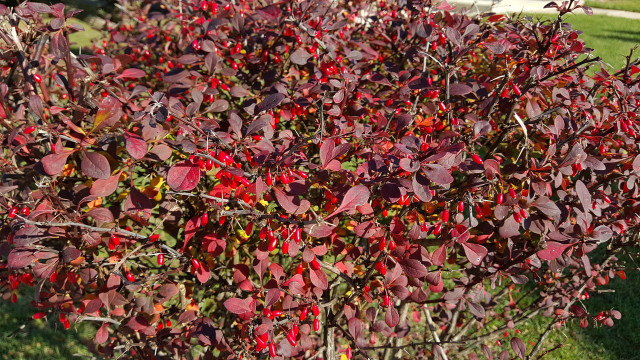 Japanese barberries are invasive primarily due to their many seeds.