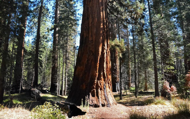 No matter which Sequoia National Park hike you choose, you will be surrounded by old-growth forests. 