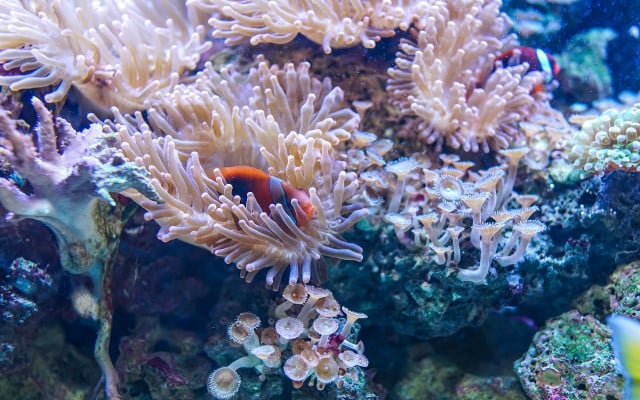 physical sunscreen or zinc oxide sunscreen is less damaging for corals