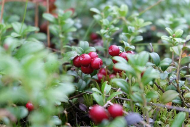 For a happy cranberry tree, keep the soil moist at all times.