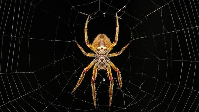 Many people don't like our eight-legged friends and wonder how to get rid of spiders in the basement.