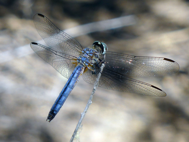The Blue Dasher is a unique species within the genus Pachydiplax.