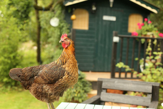 Agrihoods are popping up all over the U.S.