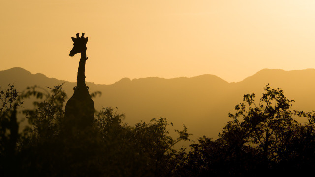 The silent extinction of giraffes is being fought against by several environmental organizations.