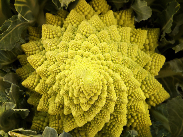 The fractal spirals of Romanesco broccoli growth shows that every quarter turn is further away from the origin by a factor of the golden ratio.