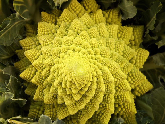 The fractal spirals of Romanesco broccoli growth shows that every quarter turn is further away from the origin by a factor of the golden ratio.