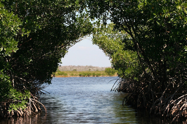 Poisonwood is found throughout the Florida Everglades.