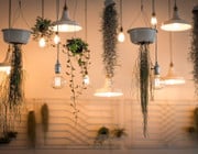 best indoor hanging plants