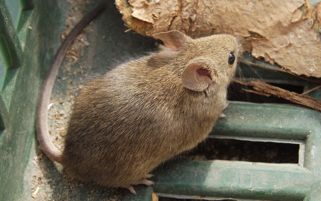 how to keep mice out of your house