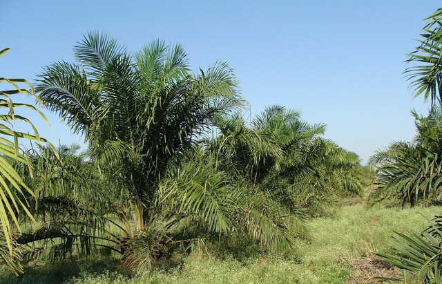 Palm oil is made by crushing the fruit or the seeds of the oil palm tree.