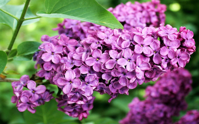 lilac-pb-pixel2013-190521-1280x800-1 endangered bumblebees