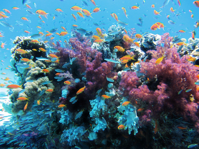 The Blue Planet captures some of the most beautiful and colorful biomes in our natural world.