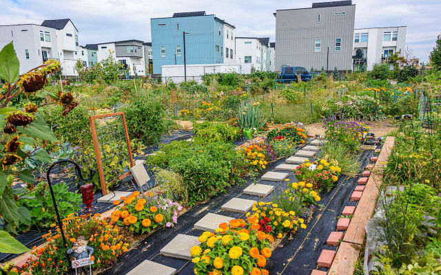 Community gardens can be found in urban, suburban and rural settings. 