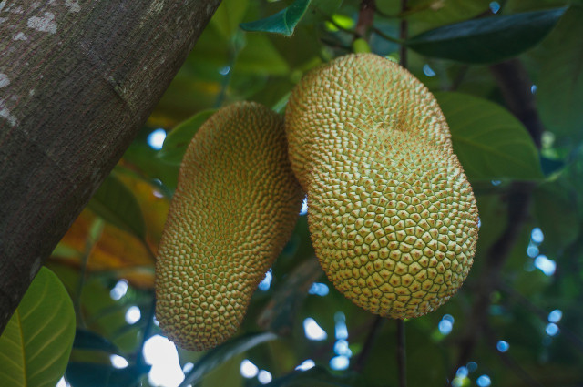 Jackfruit is hard and spiky on the outside