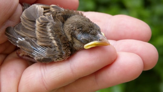 what to do if you find a baby bird