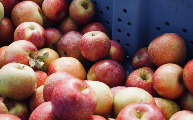 How to store apples winter