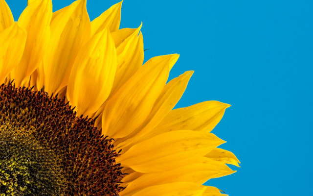 Here's another fun plant fact, the inside of a sunflower face is made up of more tiny flowers. 