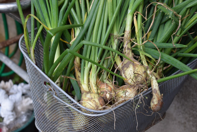 Green onions are an easy vegetable to grow in pots, as they don't require much space and can be regrown from scraps.