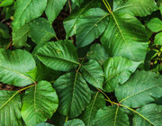 how to get rid of poison ivy plants