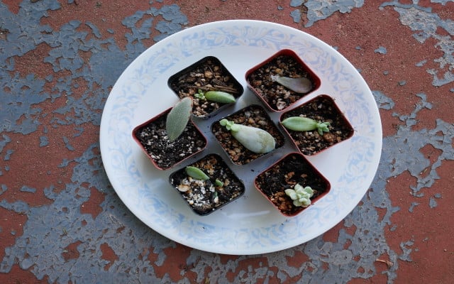 propagating succulents