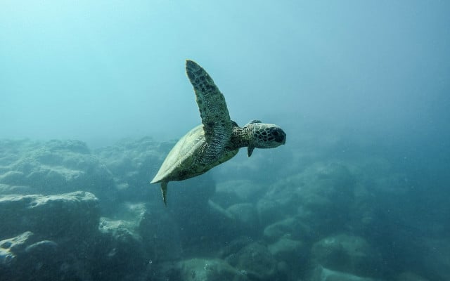 sea turtle