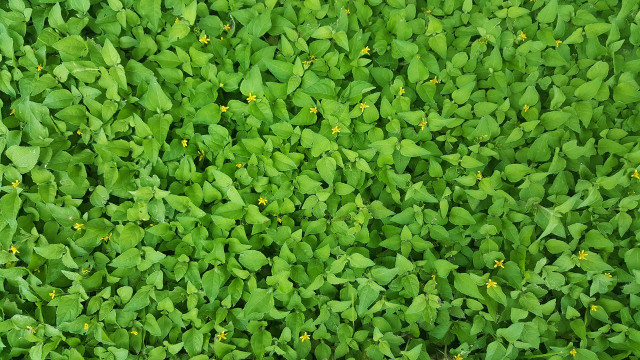 Green-and-gold can thrive in different conditions and can spread quickly fill in bare ground.