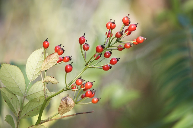 Rose hips can be gathered sustainably through foraging.