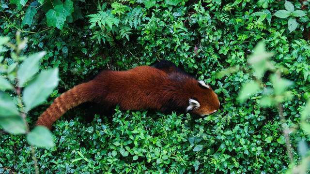 Even though red pandas might be half a world away from you, there are organizations you can support that will directly make an impact on the protection of these endangered species. 
