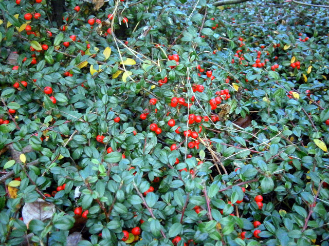 Bearberries offer a low maintenance and edible ground cover plant for colder climates.