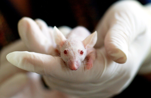 Many hair and cosmetic brands still test on animals.